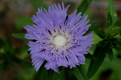 Stokesia laevis