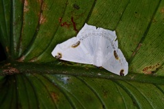 Sericoptera mahometaria