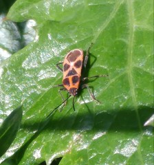 Tropidothorax sternalis