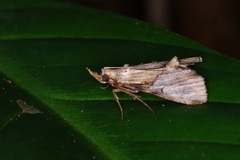 Cacozelia elegans