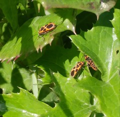 Tropidothorax sternalis