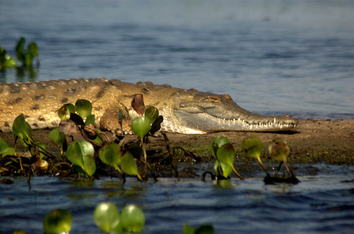 Crocodylus intermedius (Graves, 1819)