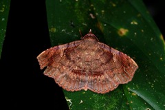 Azeta repugnalis
