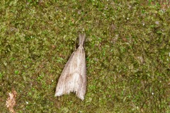 Diatraea crambidoides