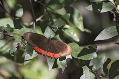 Biblis hyperia nectanabis