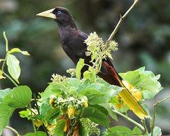 Crested Oropendola photo 5