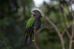 Deroptyus accipitrinus