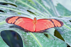 Dryas iulia alcionea