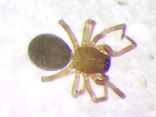 Asthenargus paganus