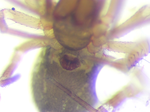 Asthenargus paganus