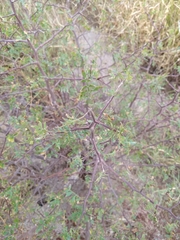 Bursera laxiflora