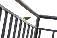 Euphonia laniirostris