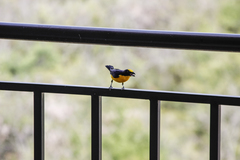 Euphonia laniirostris