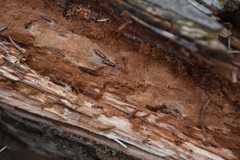 Prostomis mandibularis