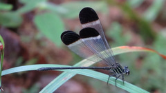 Polythore derivata