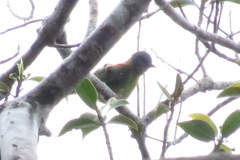 Iridophanes pulcherrimus
