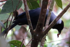 Cyanocorax violaceus
