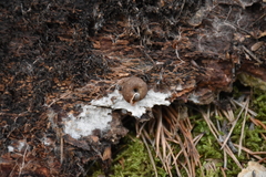 Causa holosericea