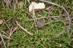 Causa holosericea