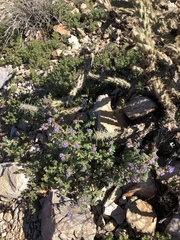 Phacelia crenulata ambigua