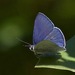 Common Pencilled Blue - Photo (c) rosewise, some rights reserved (CC BY-NC), uploaded by rosewise