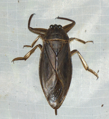 Lethocerinae