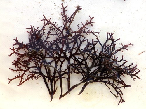 Gigartina pistillata