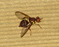 Bactrocera tryoni