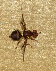 Bactrocera tryoni