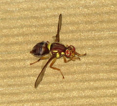 Bactrocera tryoni