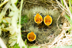 Eurasian Skylark photo 6