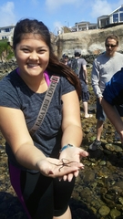 Ophioderma panamense