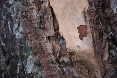 Coriarachne depressa