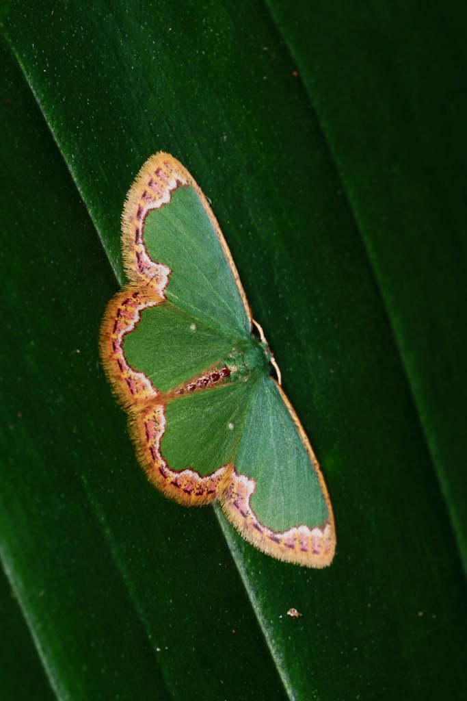 Oospila albipunctulata