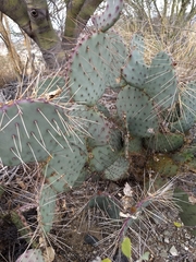 Opuntia gosseliniana