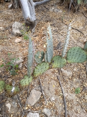 Opuntia gosseliniana