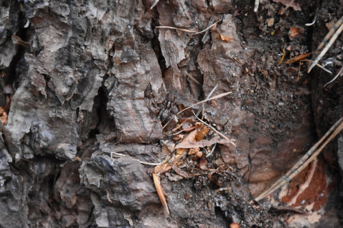 Pied Stone Spider