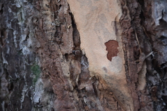 Coriarachne depressa