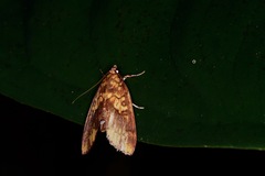 Mimophobetron pyropsalis