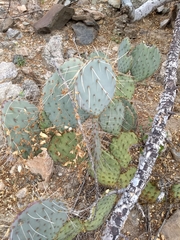 Opuntia gosseliniana