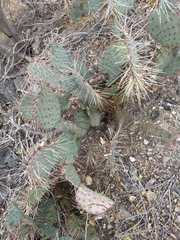 Opuntia gosseliniana