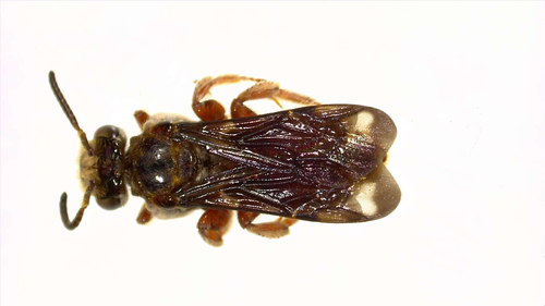 Paranomada nitida