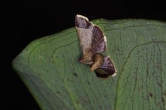 Hypsopygia amoenalis