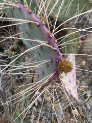 Opuntia gosseliniana
