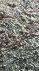 Nemalion elminthoides