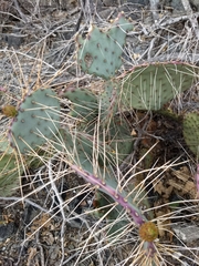 Opuntia gosseliniana