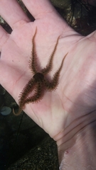 Ophiothrix