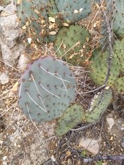 Opuntia gosseliniana