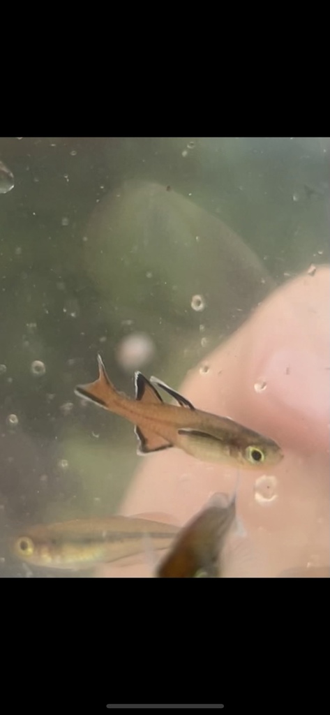Honey blue-eye (Pseudomugil mellis) — Pseudomugilidae