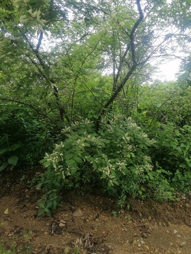 Mimosa benthamii, photograph 5